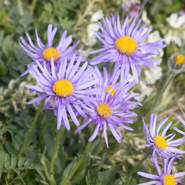 thumbnail for publication: Aster spp.: Aster